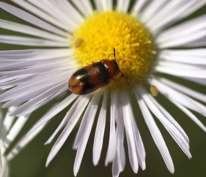 Coptocephala unifasciata (Chrysomelidae)